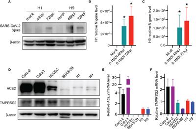 Evidence of Infection of Human Embryonic Stem Cells by SARS-CoV-2